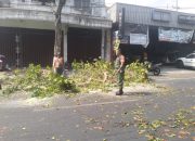 Antisipasi Pohon Tumbang Di Musim Pancaroba, Babinsa Sukorejo Bersinergi Dengan DLH Kota Blitar