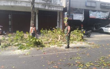 Antisipasi Pohon Tumbang Di Musim Pancaroba, Babinsa Sukorejo Bersinergi Dengan DLH Kota Blitar