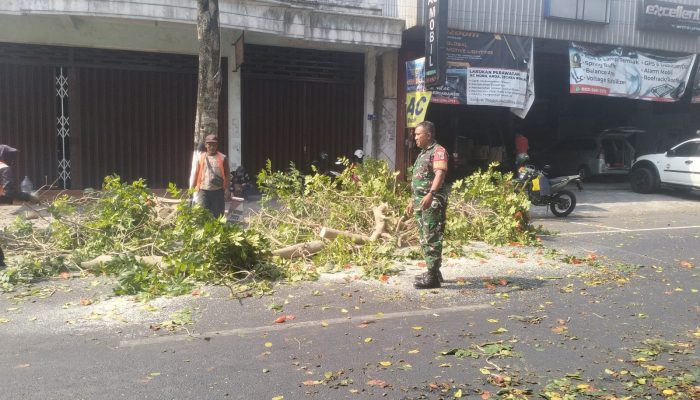 Antisipasi Pohon Tumbang Di Musim Pancaroba, Babinsa Sukorejo Bersinergi Dengan DLH Kota Blitar