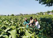 Bhabinkamtibmas Semampir Dampingi Petani, Dorong Ketahanan Pangan dan Swasembada Jagung
