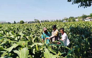 Bhabinkamtibmas Semampir Dampingi Petani, Dorong Ketahanan Pangan dan Swasembada Jagung