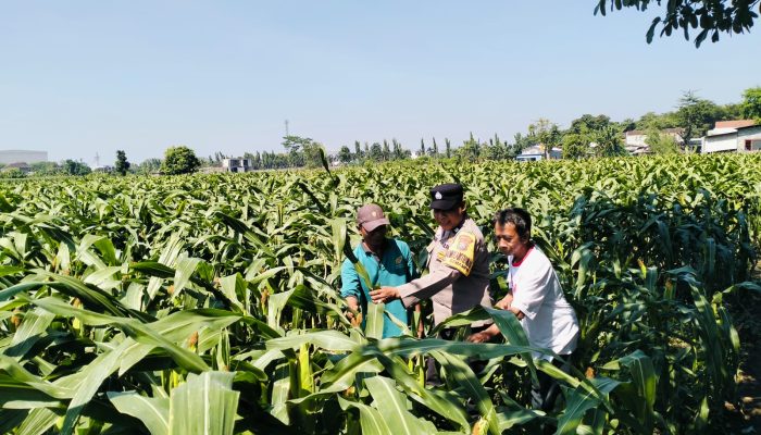 Bhabinkamtibmas Semampir Dampingi Petani, Dorong Ketahanan Pangan dan Swasembada Jagung