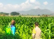 Bhabinkamtibmas Ngampel Edukasi Petani, Dorong Pengendalian Hama Jagung untuk Dukung Ketahanan Pangan