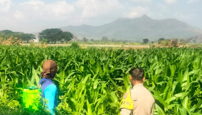 Bhabinkamtibmas Ngampel Edukasi Petani, Dorong Pengendalian Hama Jagung untuk Dukung Ketahanan Pangan