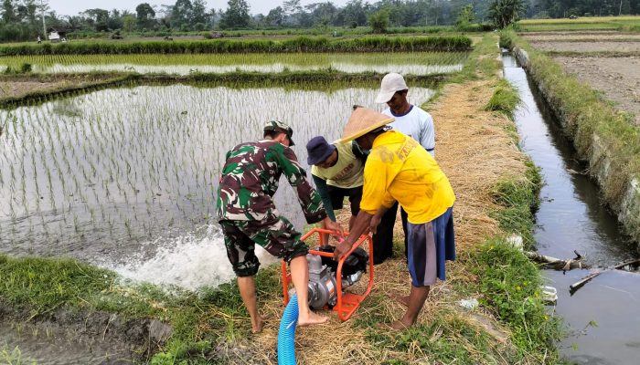Jaga Ketahanan Pangan, Babinsa Kedawung Turun Ke Sawah Bantu Petani Sedot Air
