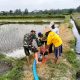 Jaga Ketahanan Pangan, Babinsa Kedawung Turun Ke Sawah Bantu Petani Sedot Air