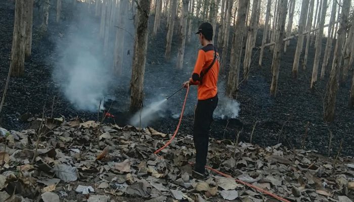 Cepat Tanggap, Babinsa Koramil Sutojayan Bersama Tim Gabungan Berhasil Padamkan Karhutla 2 Hektar Di Blitar