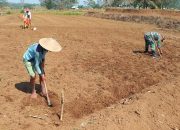 Dukung Ketahanan Pangan Nasional, Babinsa Selorejo Dampingi Petani Siapkan Lahan Tanam Jagung di Desa Boro