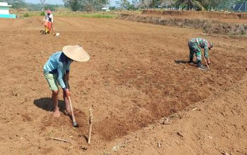 Dukung Ketahanan Pangan Nasional, Babinsa Selorejo Dampingi Petani Siapkan Lahan Tanam Jagung di Desa Boro