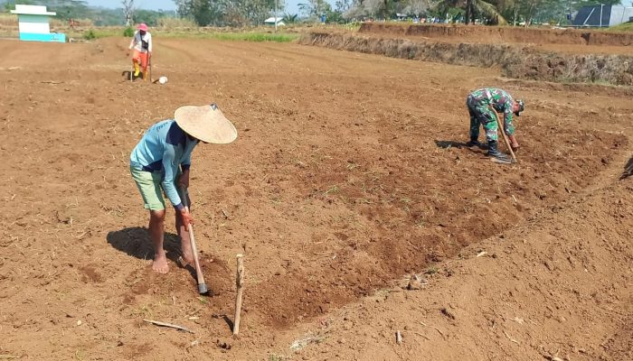 Dukung Ketahanan Pangan Nasional, Babinsa Selorejo Dampingi Petani Siapkan Lahan Tanam Jagung di Desa Boro