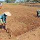 Dukung Ketahanan Pangan Nasional, Babinsa Selorejo Dampingi Petani Siapkan Lahan Tanam Jagung di Desa Boro