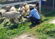 Tingkatkan Ketahanan Pangan, Kompi Produksi Kodim 0808/Blitar Aktif Kelola Pertanian, Peternakan Kambing dan Perikanan