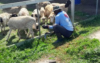 Tingkatkan Ketahanan Pangan, Kompi Produksi Kodim 0808/Blitar Aktif Kelola Pertanian, Peternakan Kambing dan Perikanan