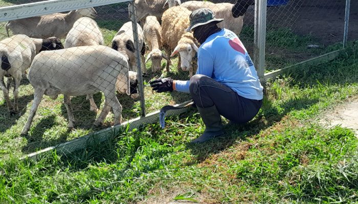 Tingkatkan Ketahanan Pangan, Kompi Produksi Kodim 0808/Blitar Aktif Kelola Pertanian, Peternakan Kambing dan Perikanan