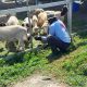 Tingkatkan Ketahanan Pangan, Kompi Produksi Kodim 0808/Blitar Aktif Kelola Pertanian, Peternakan Kambing dan Perikanan