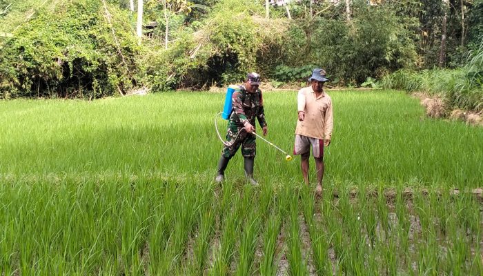 Wujudkan Ketahanan Pangan, Babinsa Kedungbanteng Dampingi Petani Merawat Sawah Warga