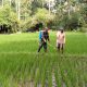 Wujudkan Ketahanan Pangan, Babinsa Kedungbanteng Dampingi Petani Merawat Sawah Warga