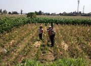 Bhabinkamtibmas Banjarmlati Dampingi Petani Panen Jagung, Dukung Ketahanan Pangan di Kota Kediri 9 IMG 20260916 WA0059