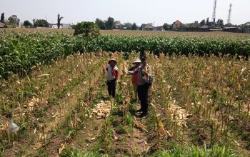 Bhabinkamtibmas Banjarmlati Dampingi Petani Panen Jagung, Dukung Ketahanan Pangan di Kota Kediri 3 IMG 20260916 WA0059