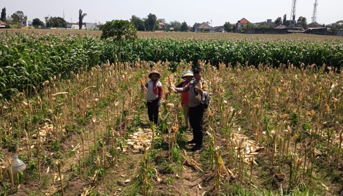 Bhabinkamtibmas Banjarmlati Dampingi Petani Panen Jagung, Dukung Ketahanan Pangan di Kota Kediri