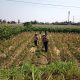 Bhabinkamtibmas Banjarmlati Dampingi Petani Panen Jagung, Dukung Ketahanan Pangan di Kota Kediri