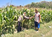 Bhabinkamtibmas Semampir Cek Tanaman Jagung, Dorong Petani Dukung Swasembada Pangan 11 IMG 20260917 WA0121