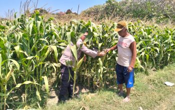 Bhabinkamtibmas Semampir Cek Tanaman Jagung, Dorong Petani Dukung Swasembada Pangan 5 IMG 20260917 WA0121