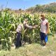 Bhabinkamtibmas Semampir Cek Tanaman Jagung, Dorong Petani Dukung Swasembada Pangan