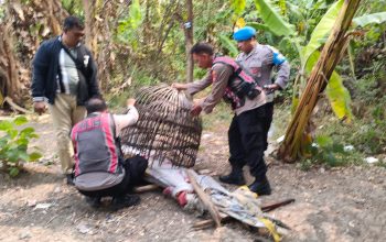Respon Laporan Warga, Polresta Sidoarjo Bongkar Arena Sabung Ayam di Dua Lokasi 3 IMG 20260920 WA0072
