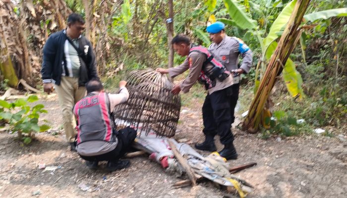 Respon Laporan Warga, Polresta Sidoarjo Bongkar Arena Sabung Ayam di Dua Lokasi