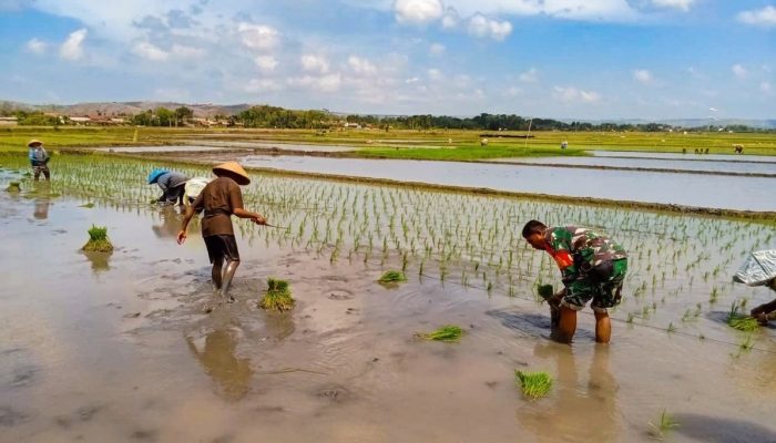 Dukung Swasembada Pangan, Babinsa Koramil 0808/09 Sutojayan Turun Ke Sawah Bantu Petani Tanam Padi