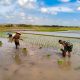 Dukung Swasembada Pangan, Babinsa Koramil 0808/09 Sutojayan Turun Ke Sawah Bantu Petani Tanam Padi