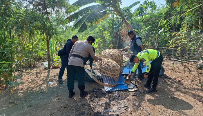 Polsek Waru Bongkar Arena Sabung Ayam di Bungurasih Utara