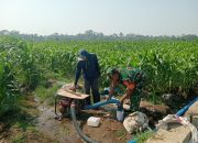 Dukung Hanpangan Lokal, Babinsa Koramil 0808/02 Garum Pendampingan Pengairan Tanaman Jagung Di Kelurahan Bence