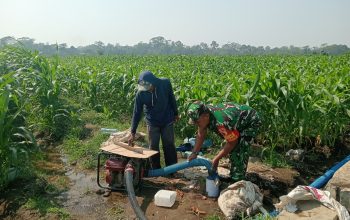 Dukung Hanpangan Lokal, Babinsa Koramil 0808/02 Garum Pendampingan Pengairan Tanaman Jagung Di Kelurahan Bence