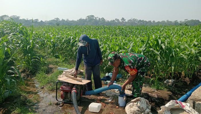 Dukung Hanpangan Lokal, Babinsa Koramil 0808/02 Garum Pendampingan Pengairan Tanaman Jagung Di Kelurahan Bence