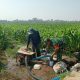 Dukung Hanpangan Lokal, Babinsa Koramil 0808/02 Garum Pendampingan Pengairan Tanaman Jagung Di Kelurahan Bence