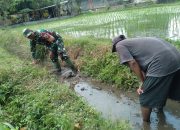 Cegah Genangan Dan Optimalkan Irigasi, Babinsa Koramil 0808/20 Sananwetan Gotong Royong Bersihkan Aliran Air Lahan Padi