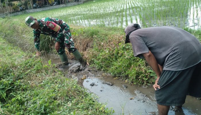 Cegah Genangan Dan Optimalkan Irigasi, Babinsa Koramil 0808/20 Sananwetan Gotong Royong Bersihkan Aliran Air Lahan Padi
