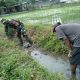 Cegah Genangan Dan Optimalkan Irigasi, Babinsa Koramil 0808/20 Sananwetan Gotong Royong Bersihkan Aliran Air Lahan Padi