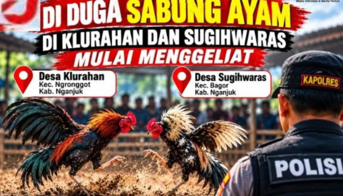 Lapor Pak Kapolres Nganjuk! Sabung Ayam di Klurahan dan Sugihwaras Di Duga Mulai Menggeliat.
