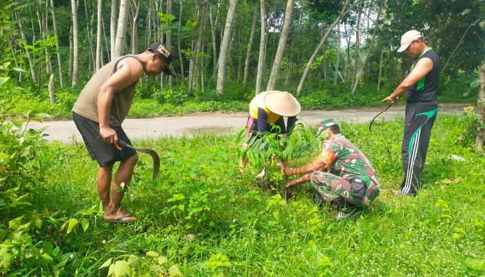 Jaga Kelestarian Lingkungan, Babinsa Ngadirejo Bersama Warga Gotong Royong Tanam Pohon Saman Dan Trembesi