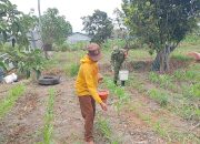 Dukung Hanpangan Nasional, Babinsa Sananwetan Turun Ke Lahan Bantu Petani Lakukan Pemupukan Jagung 9 IMG 20261029 WA0018
