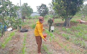 Dukung Hanpangan Nasional, Babinsa Sananwetan Turun Ke Lahan Bantu Petani Lakukan Pemupukan Jagung 3 IMG 20261029 WA0018