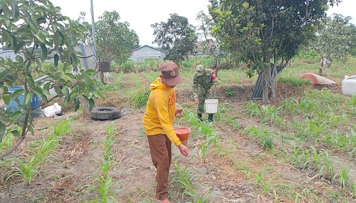 Dukung Hanpangan Nasional, Babinsa Sananwetan Turun Ke Lahan Bantu Petani Lakukan Pemupukan Jagung